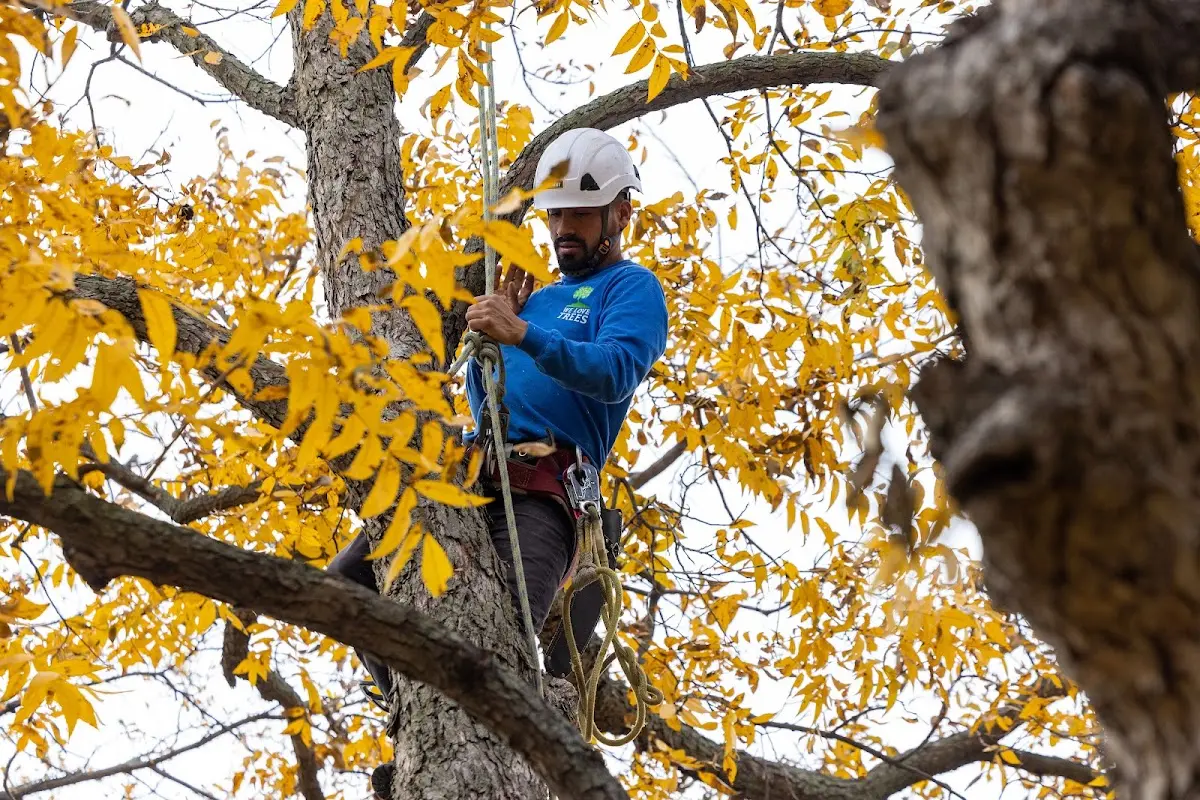 Skilled Tree Planting crew working in Eldridge